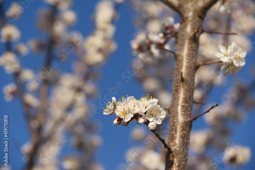 blooming cherry tree in the garden