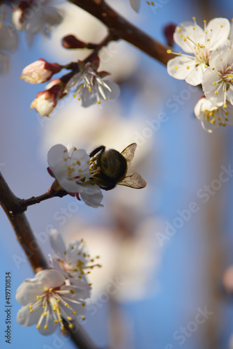 bumblebee on blooming cherry blossoms