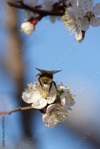 bumblebee on blooming cherry blossoms
