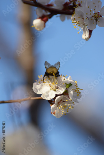 bumblebee on blooming cherry blossoms