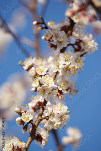 blooming cherry tree in the garden