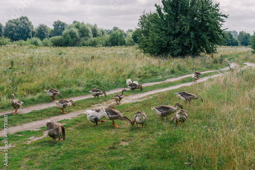 Group of cute young brown domestic geese walking and eating fresh grass outside in green sunny countryside summer landscape photo