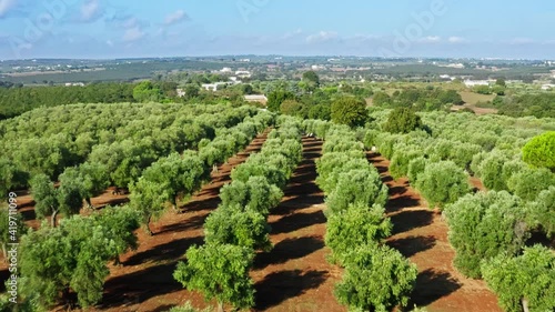 Olive groves for the production of extra virgin olive oil in Puglia, Italy. Aerial view.