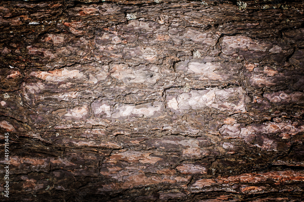 Old pine tree bark texture
