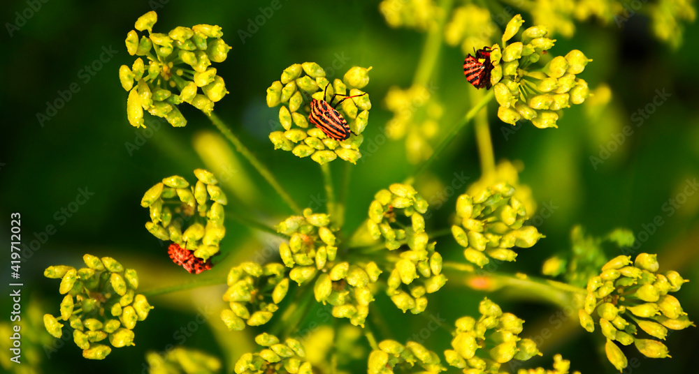 Insects on a plant on a green background