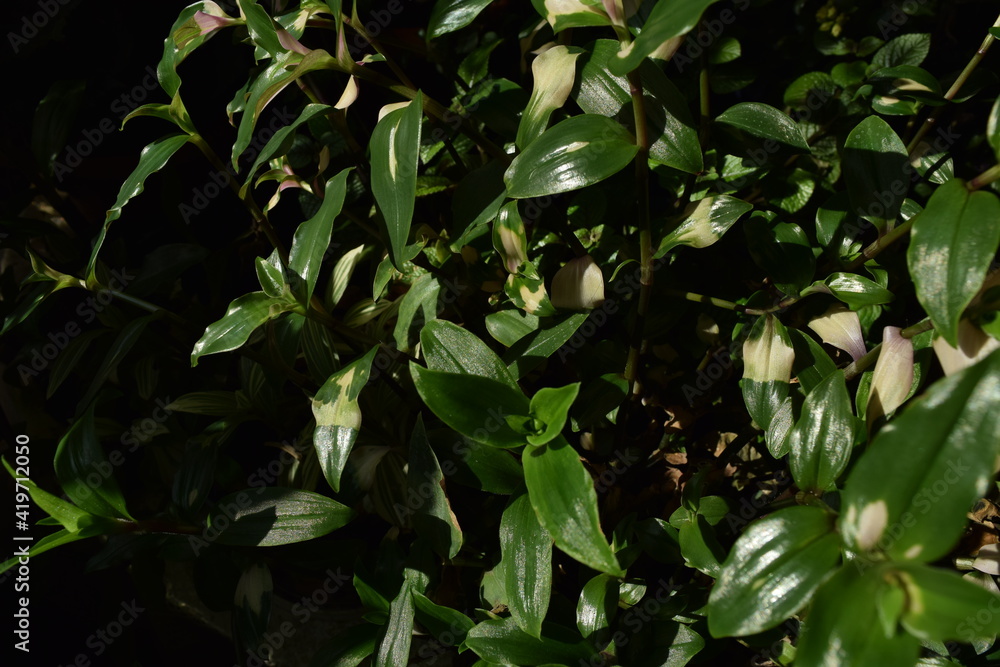 Green house plants.