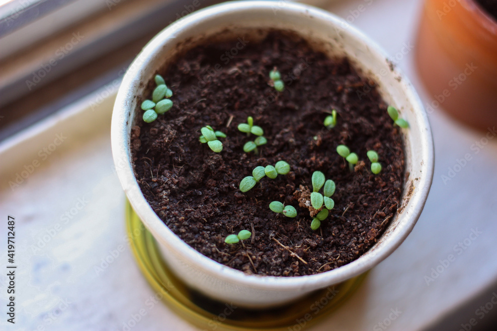 seedling in a pot seedling in a pot