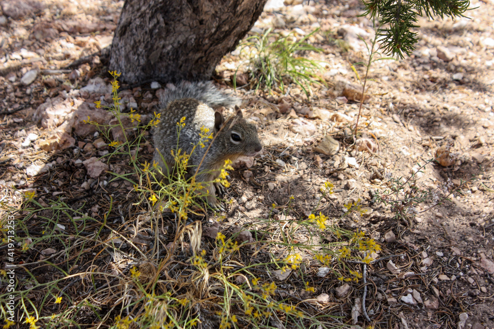 Obraz premium squirrel on the ground