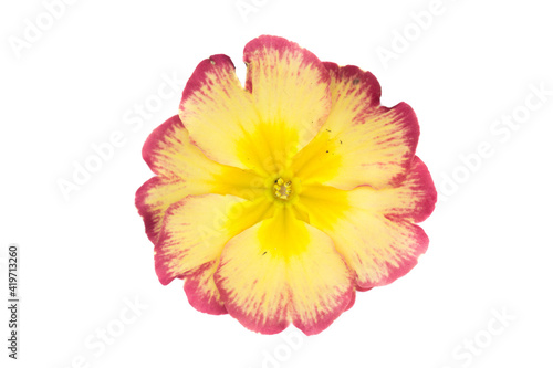yellow pink primrose flower isolated on a white background top view