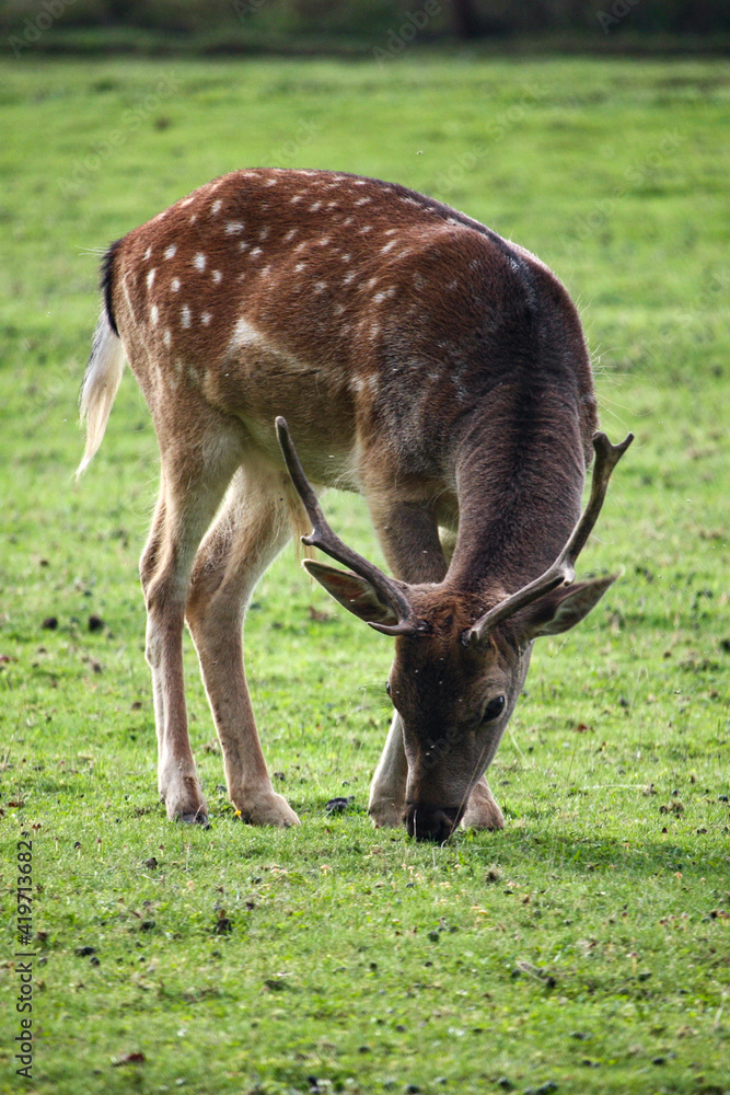white deer white deer