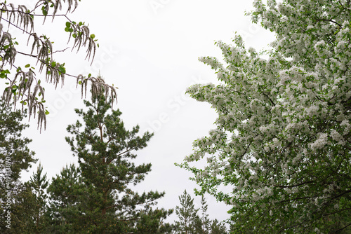 photo of blossoming tree apple brunch  other trees with white flowers on sky isolated