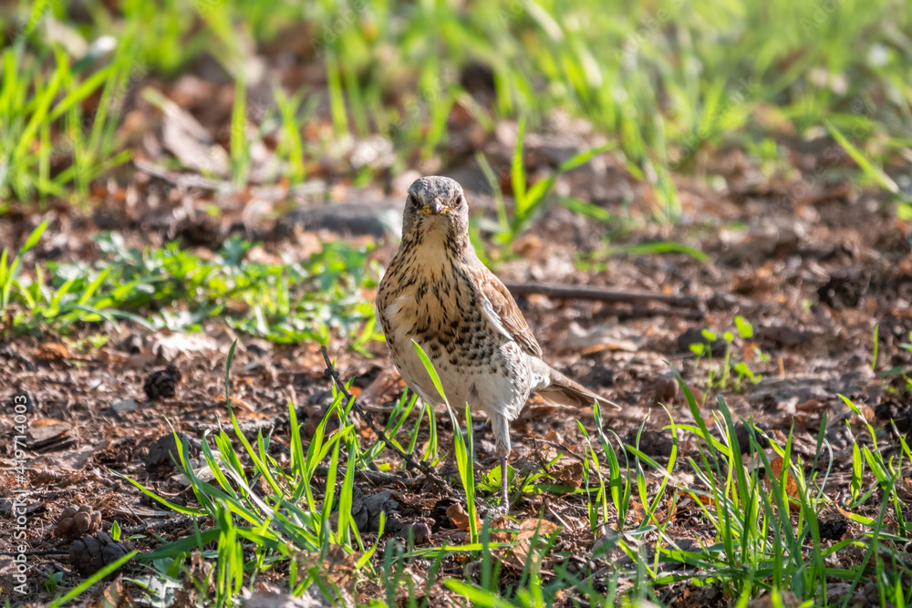 Wood bird Fieldfare, Turdus pilaris, on a sprng lawn. Wood bird Fieldfare, Turdus pilaris, on a sprng lawn.