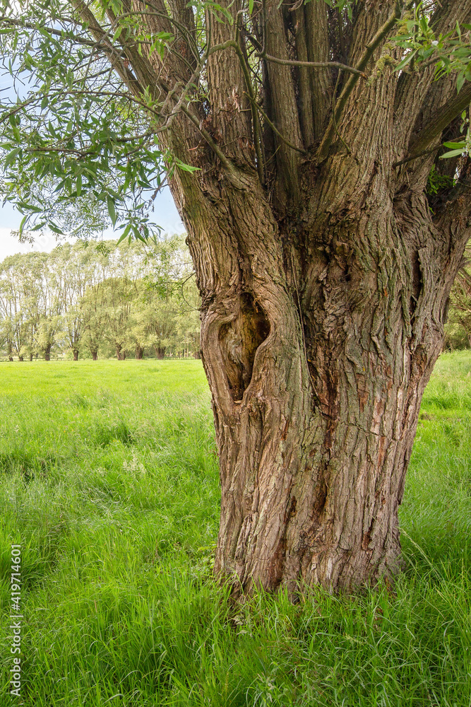 tree in the meadow