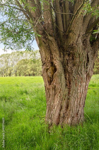 tree in the meadow