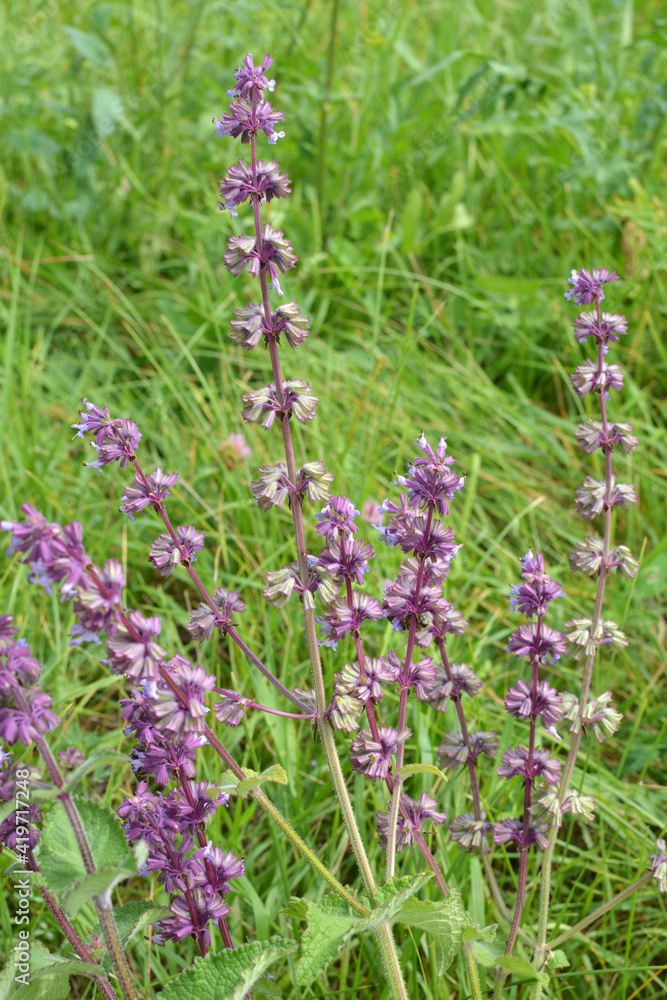 In nature, the blooms Salvia verticillata In nature, the blooms Salvia verticillata
