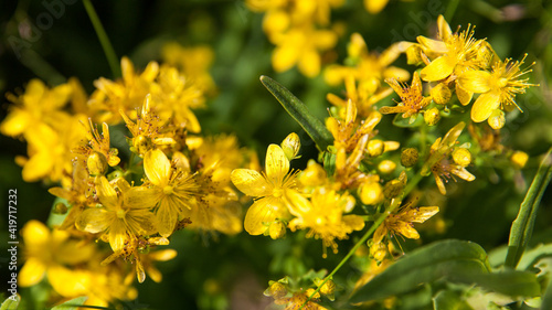 St Johns wort. Hypericum flowers. Healing herbs. photo