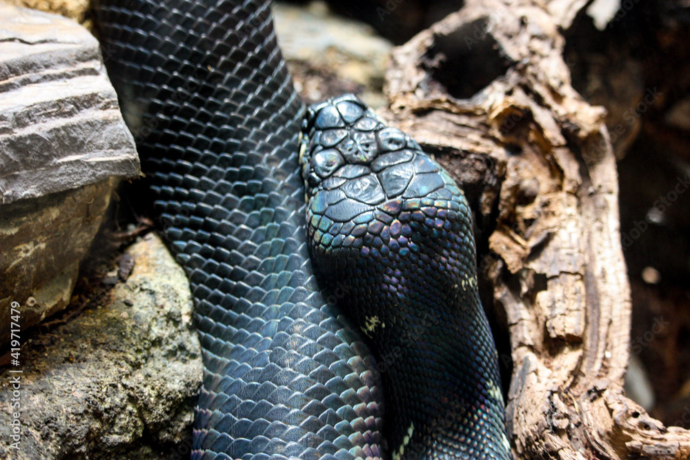 Fototapeta premium snake in the tree