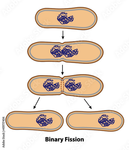 Binary fission process of cell reproduction in the division stages. Diagram of ribosome, cell wall, chromosome copying, and division steps.