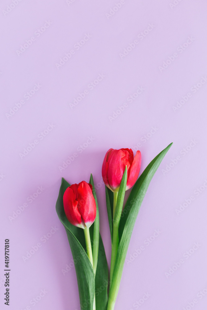Tender pink tulips on pastel violet background. Greeting card for Women's day.