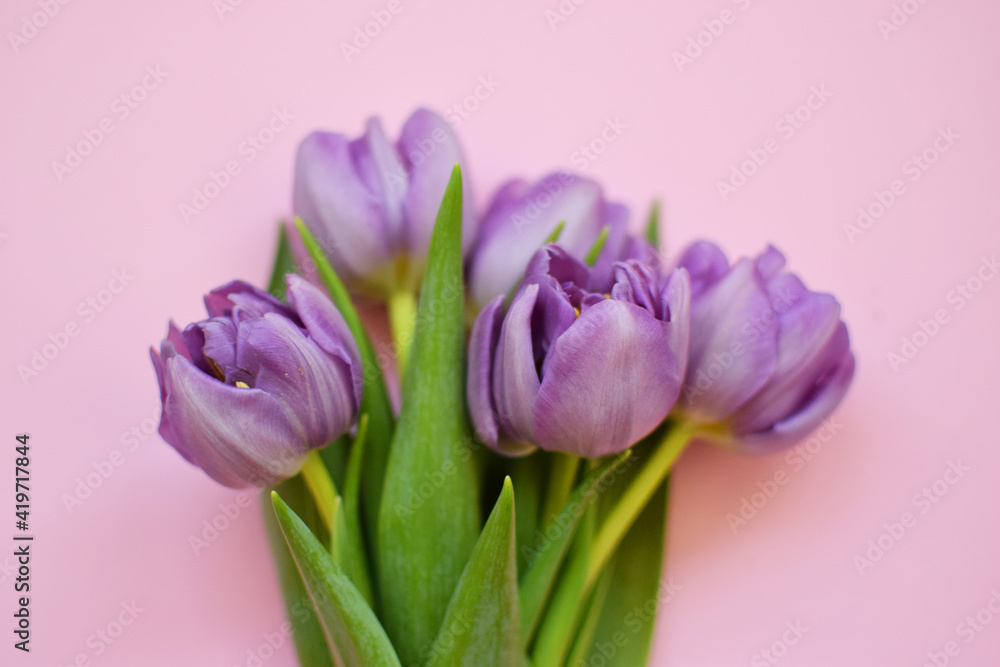 Bouquet of peony lilac tulips with green leaves on a pink background. Floral background. Bouquet of peony lilac tulips with green leaves on a pink background. Floral background.