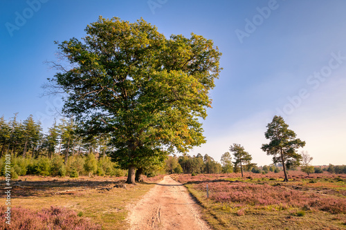 Sun is setting at a walking trail at the beautiful Dutch National parc of the Sallandse Ridge (Dutch: Heuvelrug), a famous heathland located between the villages of Holten and Nijverdal.