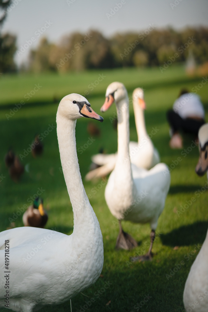 White swans resting on the green grass in the park. White swans resting on the green grass in the park.