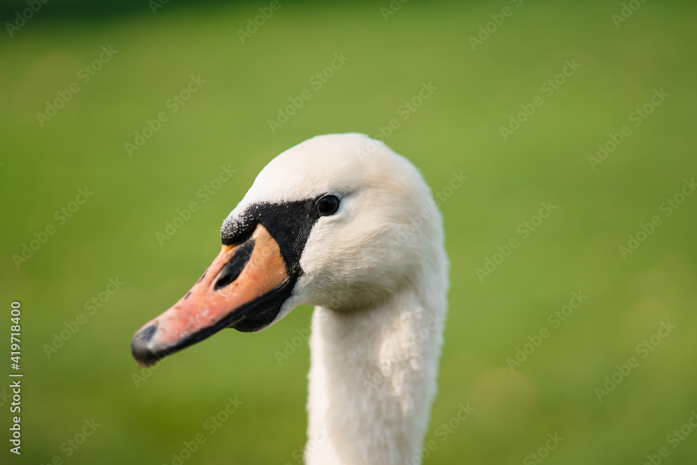 Mute Swan, Cygnus olor, Adult, close up Mute Swan, Cygnus olor, Adult, close up
