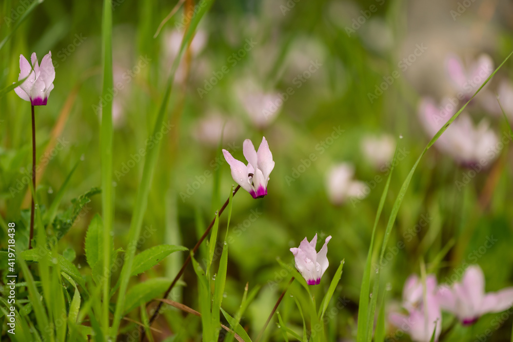 Fototapeta premium Cyclamen Persicum in an early spring morning in a park near Kokhav Yair, Israel.