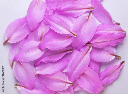 purple lilies petals background composition ,close up.