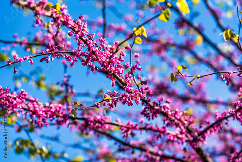 purple spring blossom of Eastern Redbud  or Eastern Redbud Cercis canadensis sunny day.