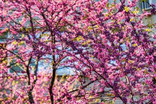 purple spring blossom of Eastern Redbud  or Eastern Redbud Cercis canadensis sunny day.