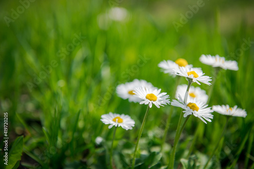 Garden chamomiles. White flower on green grass. Summer floral background. Wild camomile in grass. Gardening and Agriculture