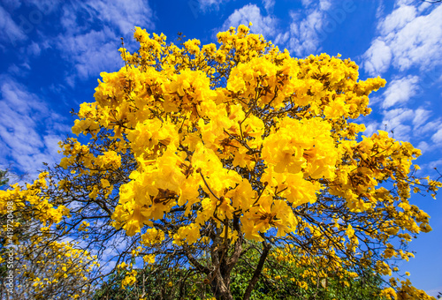 Flowered yellow ipe tree (Handroanthus chrysanthus) photo