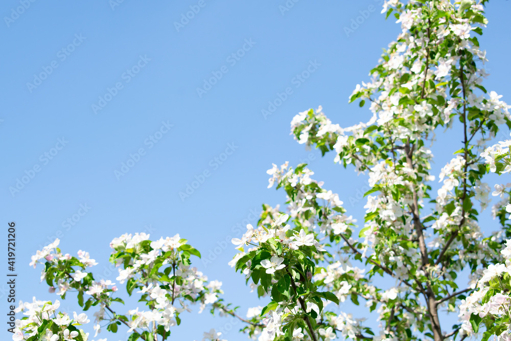Blooming apple pear peach cherry tree at spring, pink white flowers in garden in sunny day close up Blooming apple pear peach cherry tree at spring, pink white flowers in garden in sunny day close up