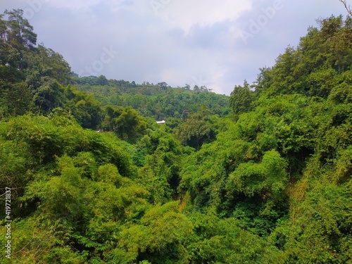 green forest in the mountains