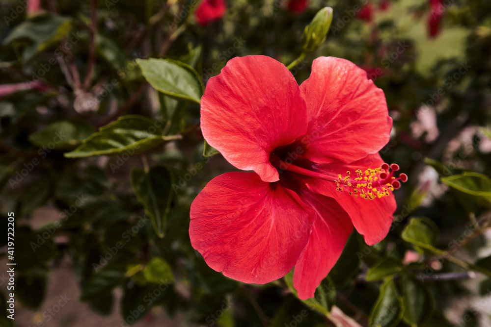 A large hibiscus flower of bright red color and a yellow stamen, five petals. Spring flower. Green leaves. A large hibiscus flower of bright red color and a yellow stamen, five petals. Spring flower. Green leaves.
