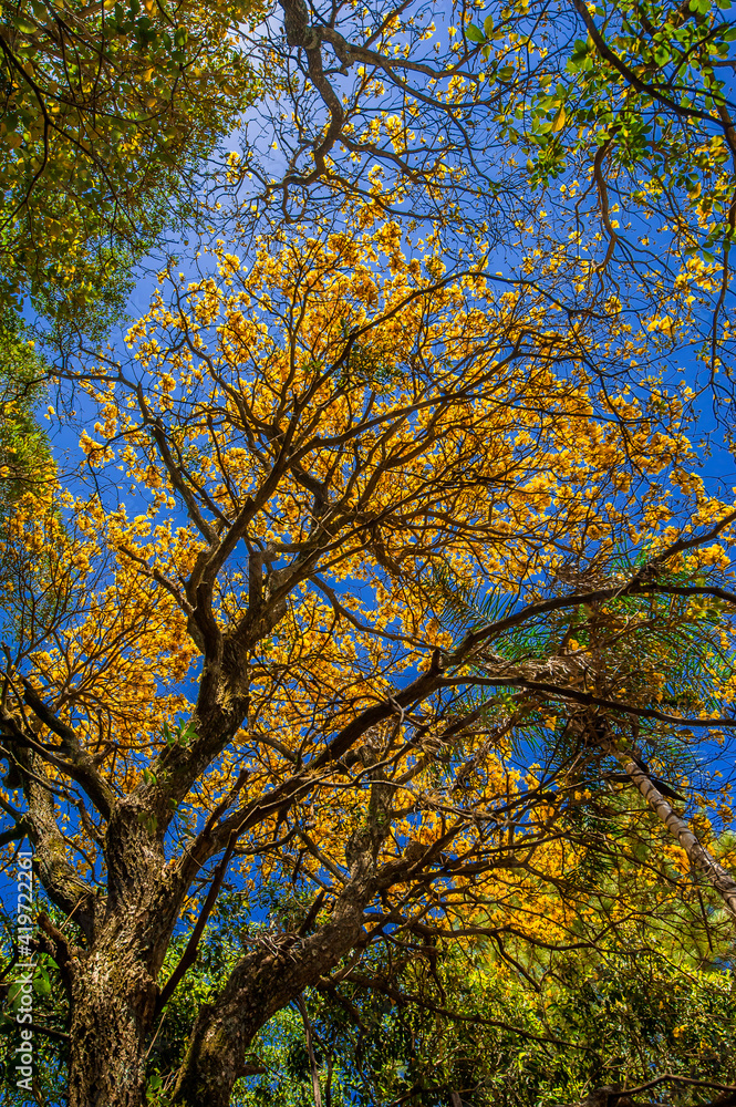 Flowered yellow ipe tree (Handroanthus chrysanthus) Flowered yellow ipe tree (Handroanthus chrysanthus)