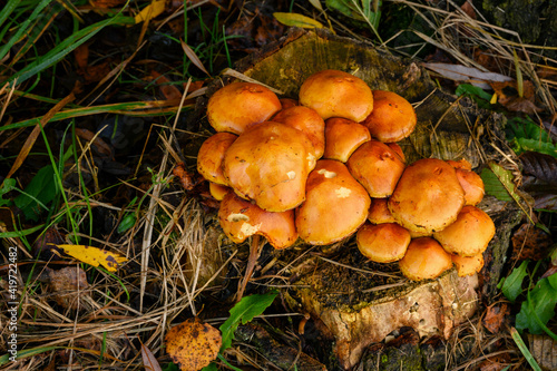 Orange mushroom hats growing on a tree stump.