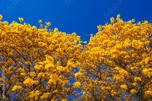 Flowered yellow ipe tree (Handroanthus chrysanthus)