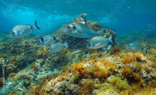 Fototapeta Naklejka Na Ścianę i Meble -  Fish underwater in the Mediterranean sea (seabreams), Spain, Medes islands