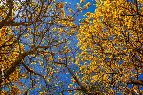 Flowered yellow ipe tree (Handroanthus chrysanthus)
