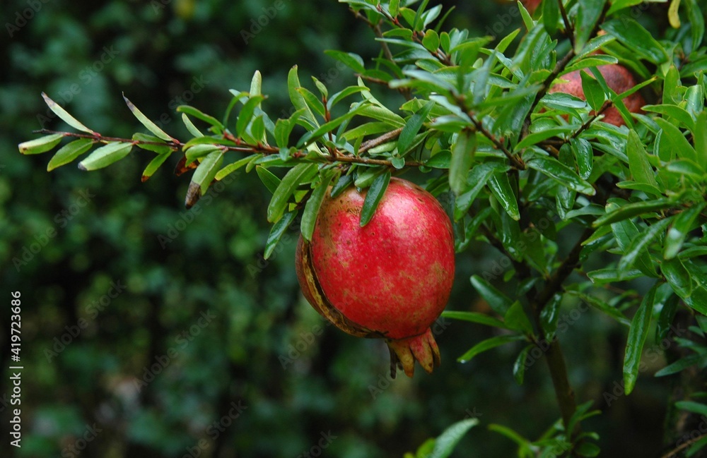 fruto rojo fruto rojo