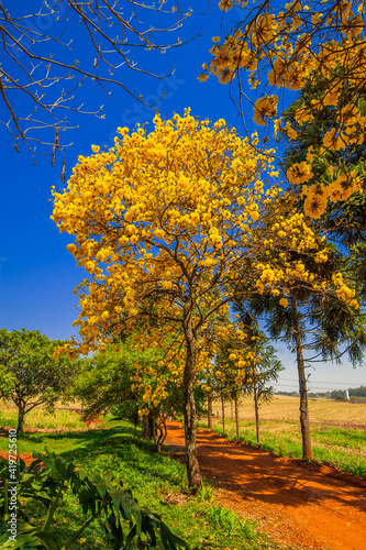 Fototapeta Naklejka Na Ścianę i Meble -  Flowered yellow ipe tree (Handroanthus chrysanthus)