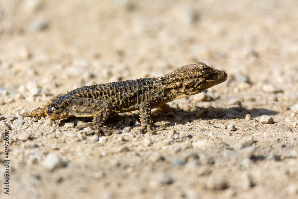 Moorish gecko (Tarentola mauritanica), on the ground, with his tail cut off, on the island of Mallorca Moorish gecko (Tarentola mauritanica), on the ground, with his tail cut off, on the island of Mallorca