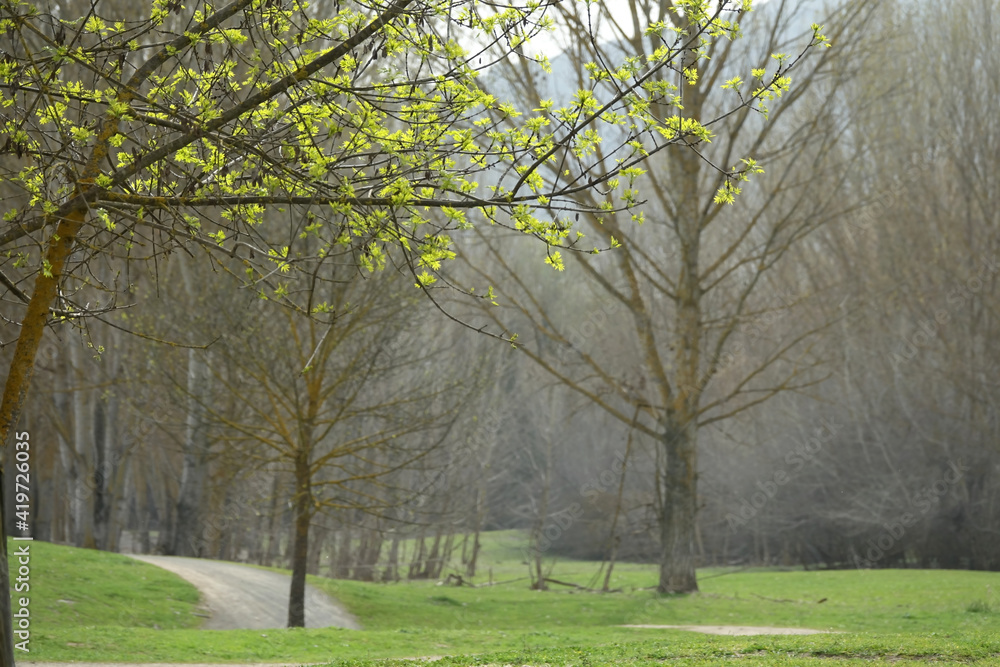 View of a path between the trees of a forest with the first spring leaves on the trees View of a path between the trees of a forest with the first spring leaves on the trees