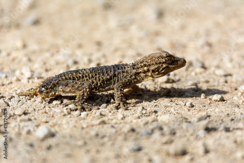 Moorish gecko (Tarentola mauritanica), on the ground, with his tail cut off, on the island of Mallorca