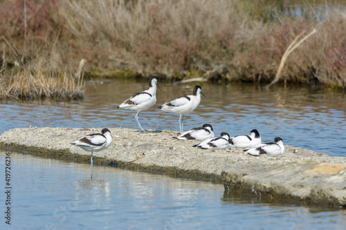 avoceta (recurvirostra avosetta) group of water bird, wading, feeding in search of small crustaceans, in lake of natural park, mallorca spain © CarloslVives
