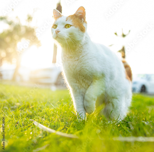 Cute cat under sunshine at garden.