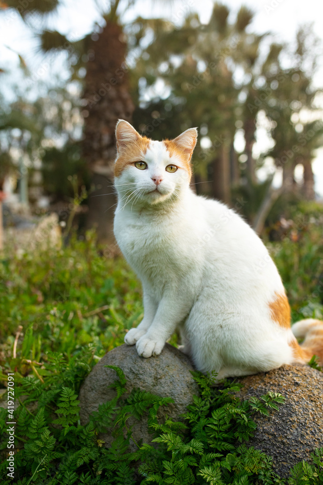 Cute tabby cat looking outdoors.
