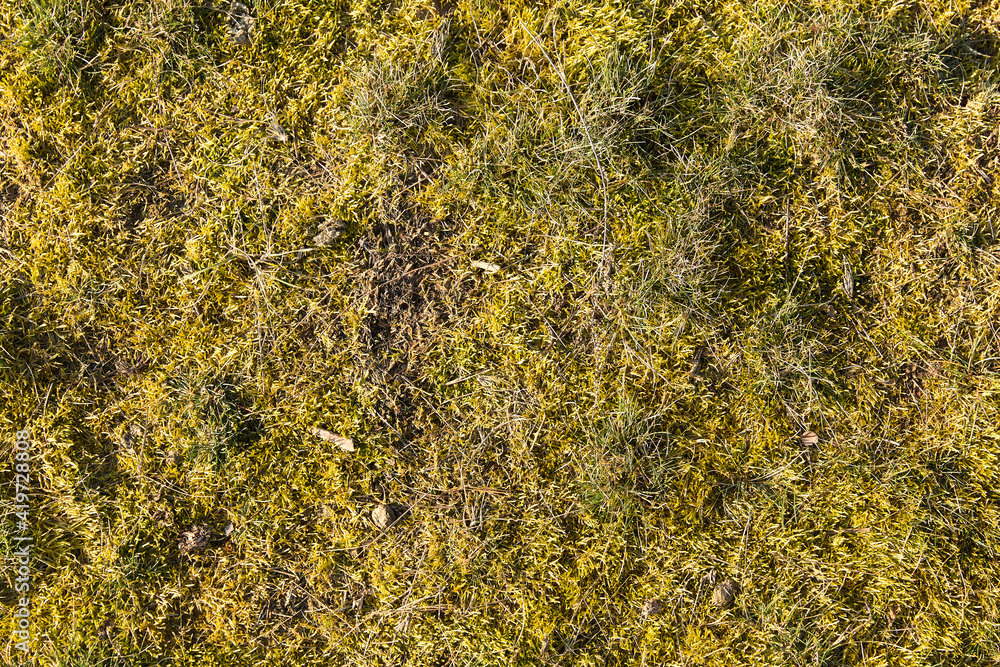 Garden lawn with moss - background Garden lawn with moss - background